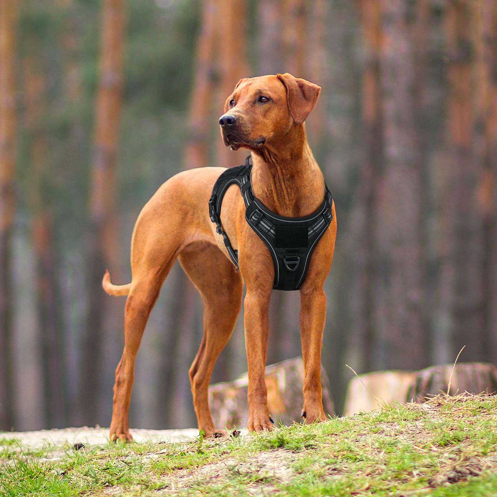 rabbitgoo Dog Harness for Large Dogs No Pull, Tactical Service Dog Vest with Molle and Control Handle, Adjustable and Reflective Military Pet Harness for Easy Walking and Training, Black, L - Image 2