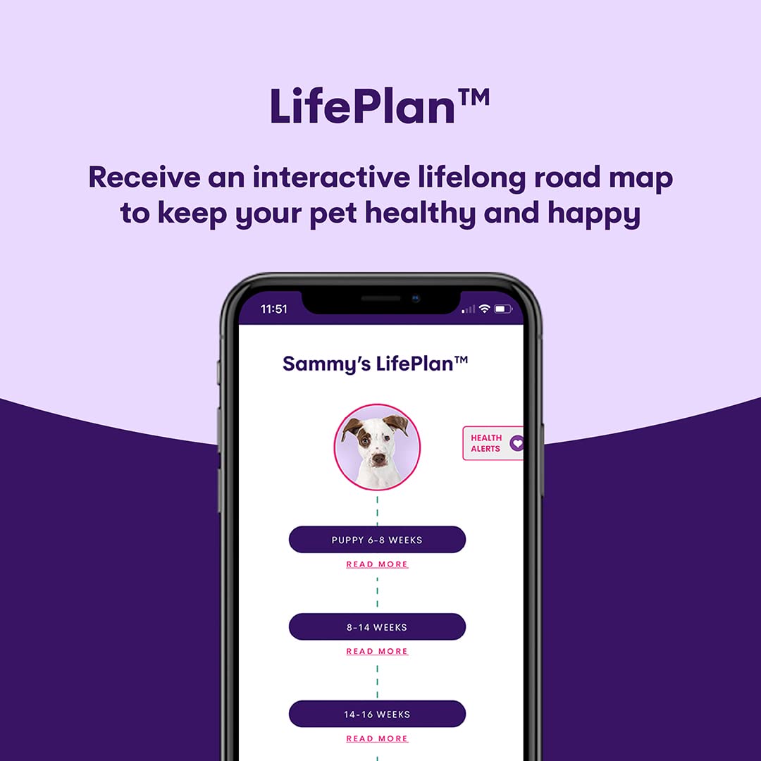 Orivet Genopet Dog DNA Test | Dog Breed Test Kit, Genetic Testing, Heritable Health Risks and Life Plan - Image 4