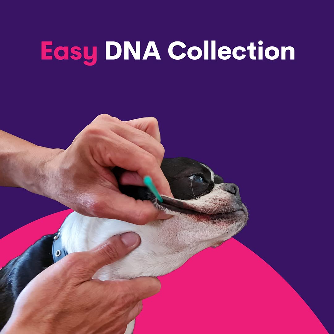 Orivet Genopet Dog DNA Test | Dog Breed Test Kit, Genetic Testing, Heritable Health Risks and Life Plan - Image 3