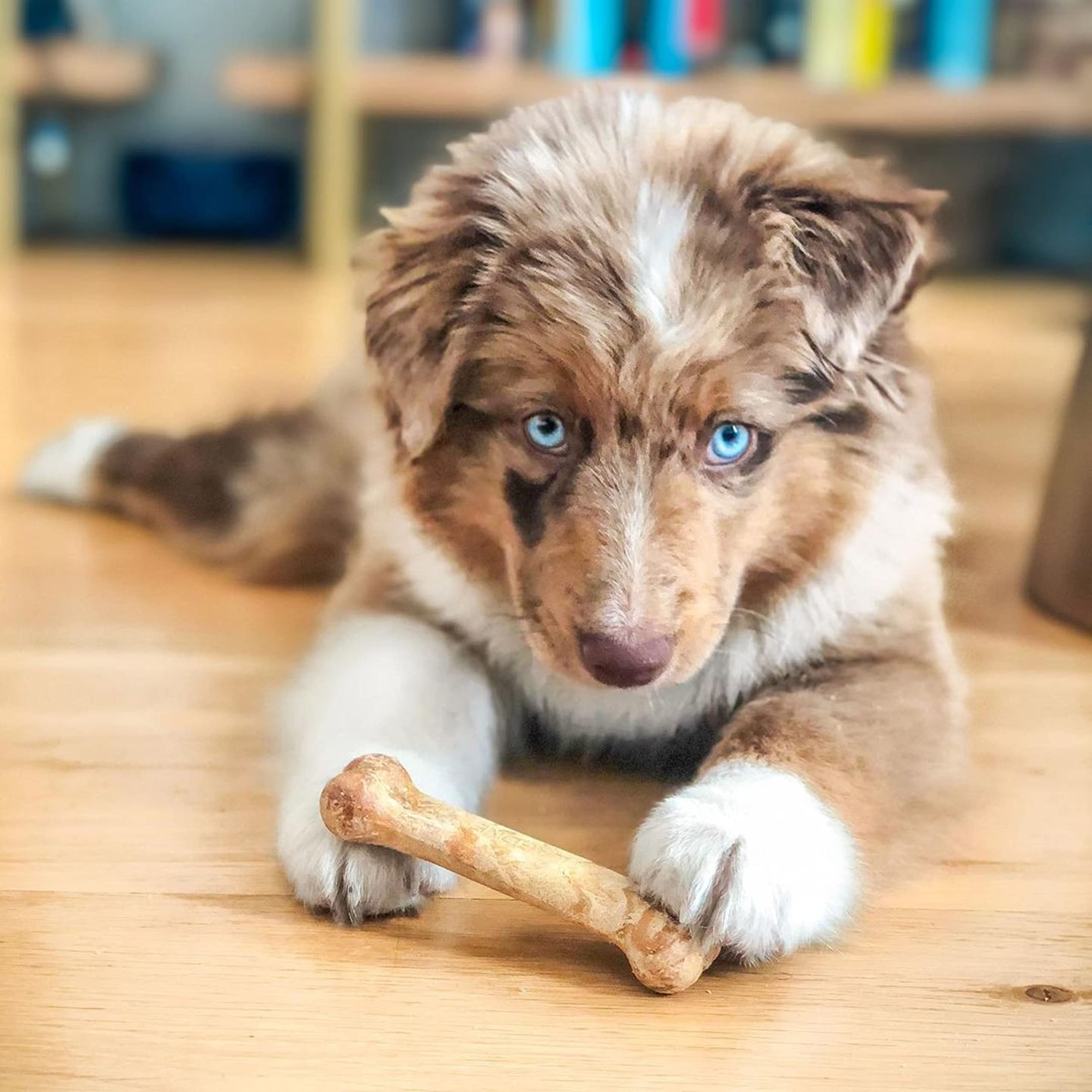 Nylabone Healthy Edibles Natural Puppy Chews Long Lasting Roast Beef, Apple & Bacon Treats for Puppies, X-Small/Petite (3 Count) - Image 9