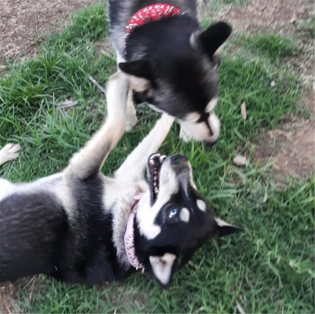 BTDCFY Hoot PU Leather Adjustable Spiked Studded Dog Collar 2" Wide 31 Spikes 52 Studs (S(Neck 17"-20"), Purple) - Image 2