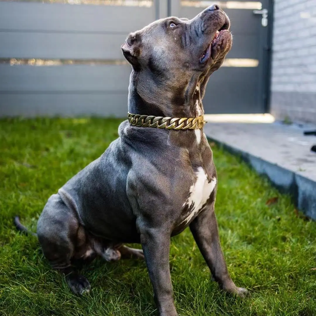 32mm Wide Gold Dog Chain Collars Heavy Strong Stainless Steel Dog Choker Pitbull Gold Dog Necklace For Large Dogs - AliExpress 15 - Image 2